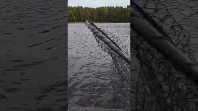 Щука на мышку смотреть онлайн