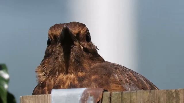 Merel – Turdus merula - Annelies van Klinken смотреть онлайн