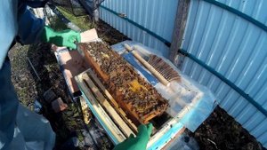 пчеловодство семья на 145-й рамке проверка на засев 01.05.17г