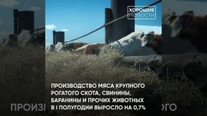 В России увеличилось производство продуктов питания