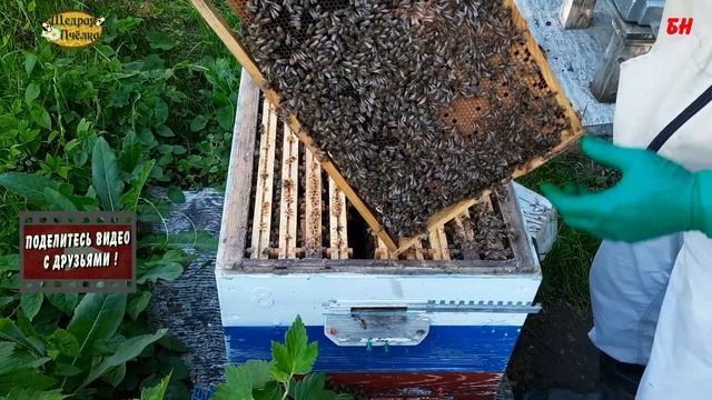 пчеловодство, помощь слабым семьям перед главным взятком