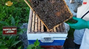 пчеловодство, помощь слабым семьям перед главным взятком