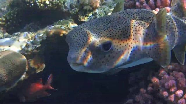 Длинношипая рыба-ёж Porcupine pufferfish Diodon hystrix смотреть онлайн