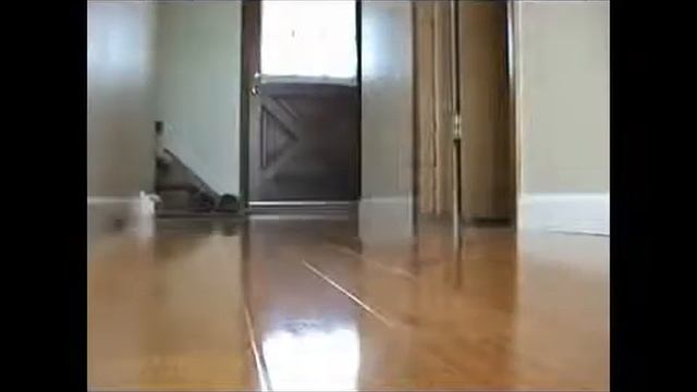 Мышки для кошки mp4