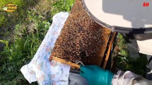 пасека, пчелопакет спустя три недели