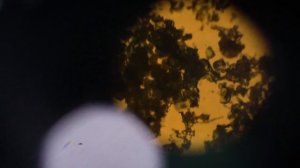 Фармацевтический завод MEITANGreen