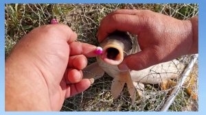 Рыбалка с 26 на 27 мая посёлок Нижнеподкумский #карп #рыбалка26регион  #рыбалкаставропольскийкрай