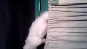 котэ ходит по бельевой веревке это прикол