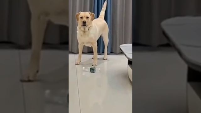 Сообразительный пес 😎