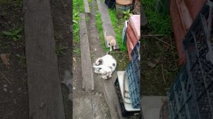 кошка учит котят ловить крыс мышей