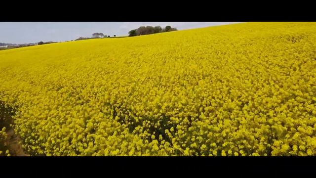 Beautiful Lady in Rapeseed Field смотреть онлайн