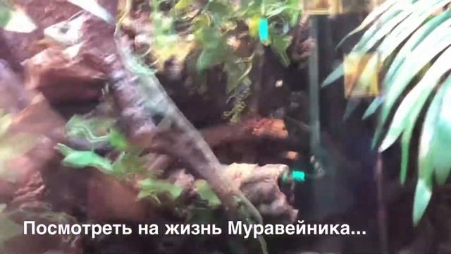 Наша поездка в «Живые Системы» смотреть онлайн