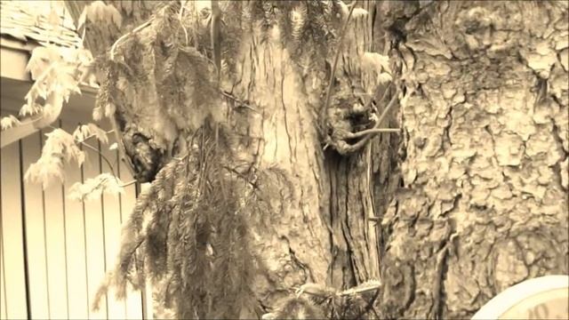 MAGIC FEEDER - MYSTERIOUS TREE смотреть онлайн