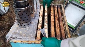 ПЧЕЛОВОДСТВО, итог зимовки с пустым корпусом сверху