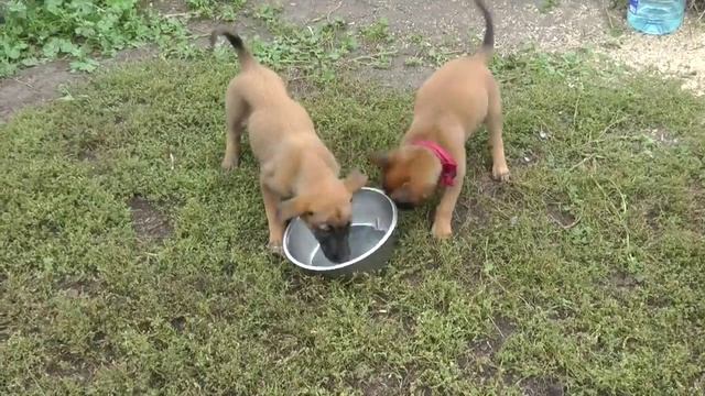 Едят девушки. смотреть онлайн