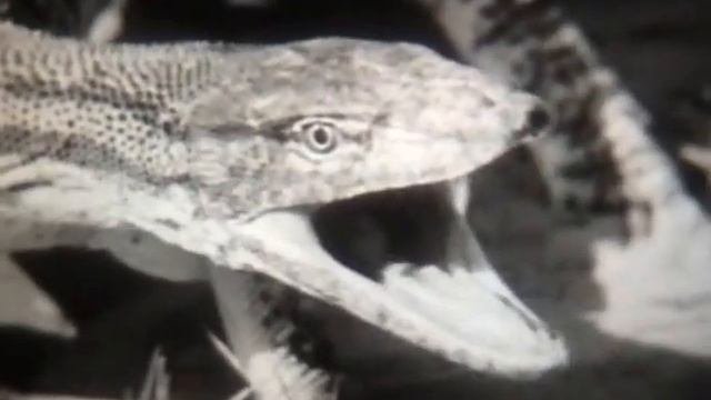 Ящерицы
