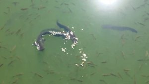 сомы Чернобыля