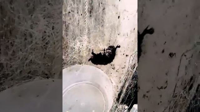 Летучая мышь в сети для рыбы😁😁😁😁😁 смотреть онлайн