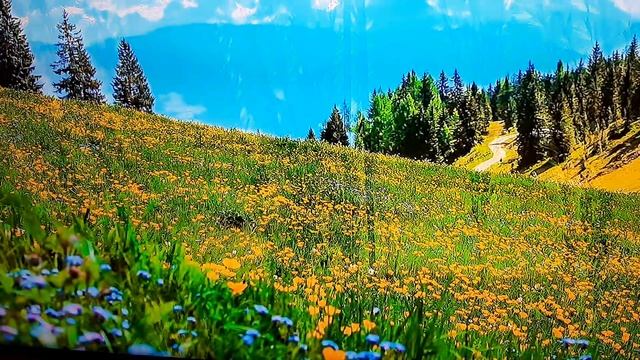 Нишевый экопарфюм Сибирского здоровья Алтай.