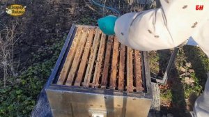 пчеловодство, май расширение семей, многокорпусные улья