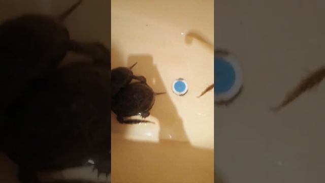 Черепахи VS окуни. Съели окуня!