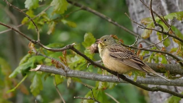 Садовая овсянка Emberiza hortulana смотреть онлайн