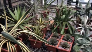 Ботанический сад Москва