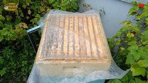 пчеловодство, готовим в зиму семью на 145 рамке