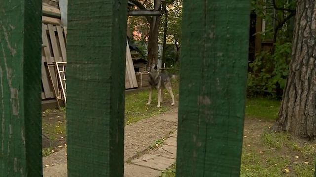 (12+) Региональный оператор разъясняет смотреть онлайн