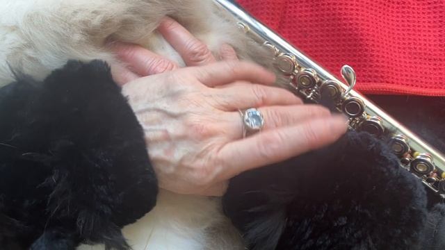 89-17 OPERA SOPRANO ALBUM смотреть онлайн