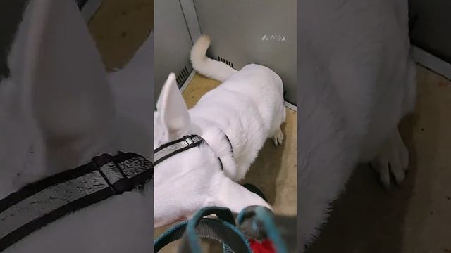 Властелин дверей ( выход на прогулку) смотреть онлайн