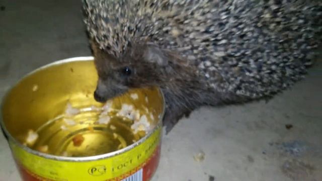 Ежик любитель тушонки не ест а клюет смотреть онлайн