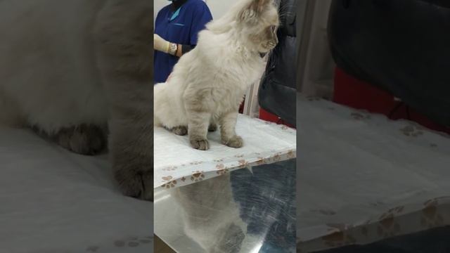 вакцинация Персика делаем укол. смотреть онлайн