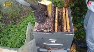 пчеловодство, что в гнезде у бакфаста в сентябре