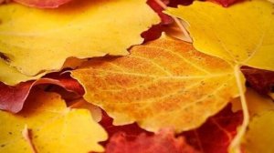 Доброе осеннее утро - Открытка с добром утром  #доброеутро #сдобромутра