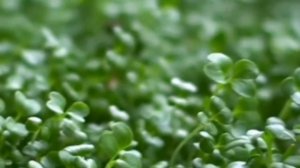 Польза микрозелени