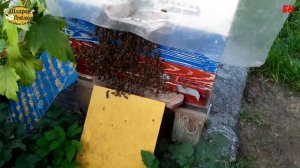 пчеловодство, итоги однокорпусного содержания