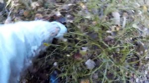 собираем калган (лапчатка прямостоячая)