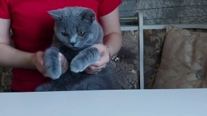 Как дать коту твёрдую таблетку без проблем