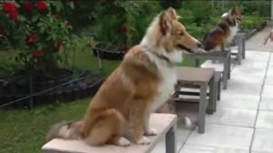 Догтренинг 520. Грациозный шелти Локи от дороги Страха к дороге Жизни