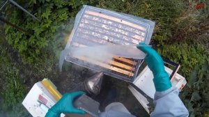 пчеловодство, объединение семей "огненная вода"