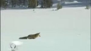 Как лиса охотится