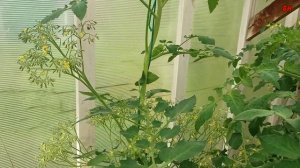 супер томат сумасшедшая вишня барри