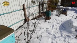 матка сеет и мороз, что делать, холодная погода на пасеке, привет Володе Жукову пчеловодство