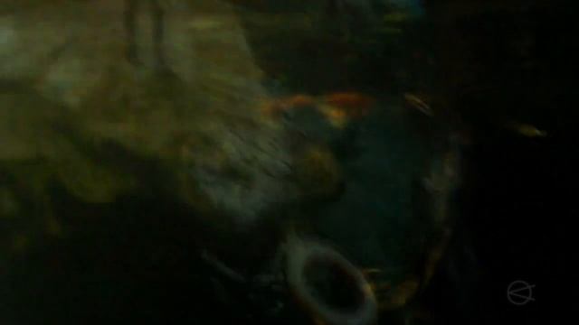 2012 Russia.SPb 05 Oceanarium Hermitage смотреть онлайн