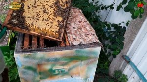 пчеловодство, многокорпусное содержание, меняю корпуса местами
