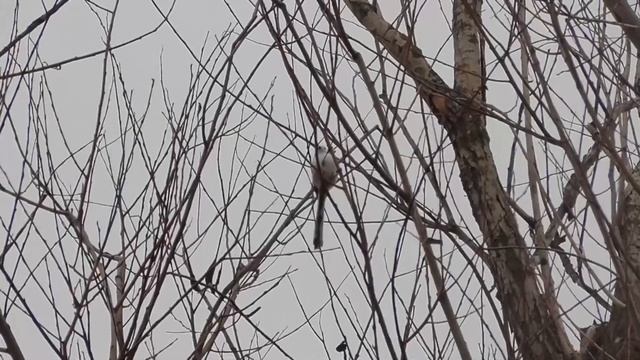 Длиннохвостая синица (лат. Aegithalos caudatus) Long-tailed tit
