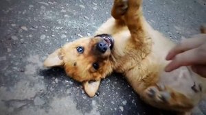 Охранник на мойке :) прикольный щенок