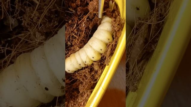 Як вигодувати гусень метелика Мертва Голова на ІПС взимку? Acherontia atropos, Sphingidae.