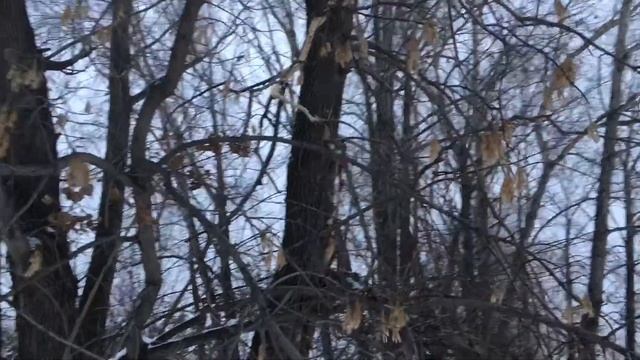 IMG 1001 Обь 2018. Одинцовка. Дятел